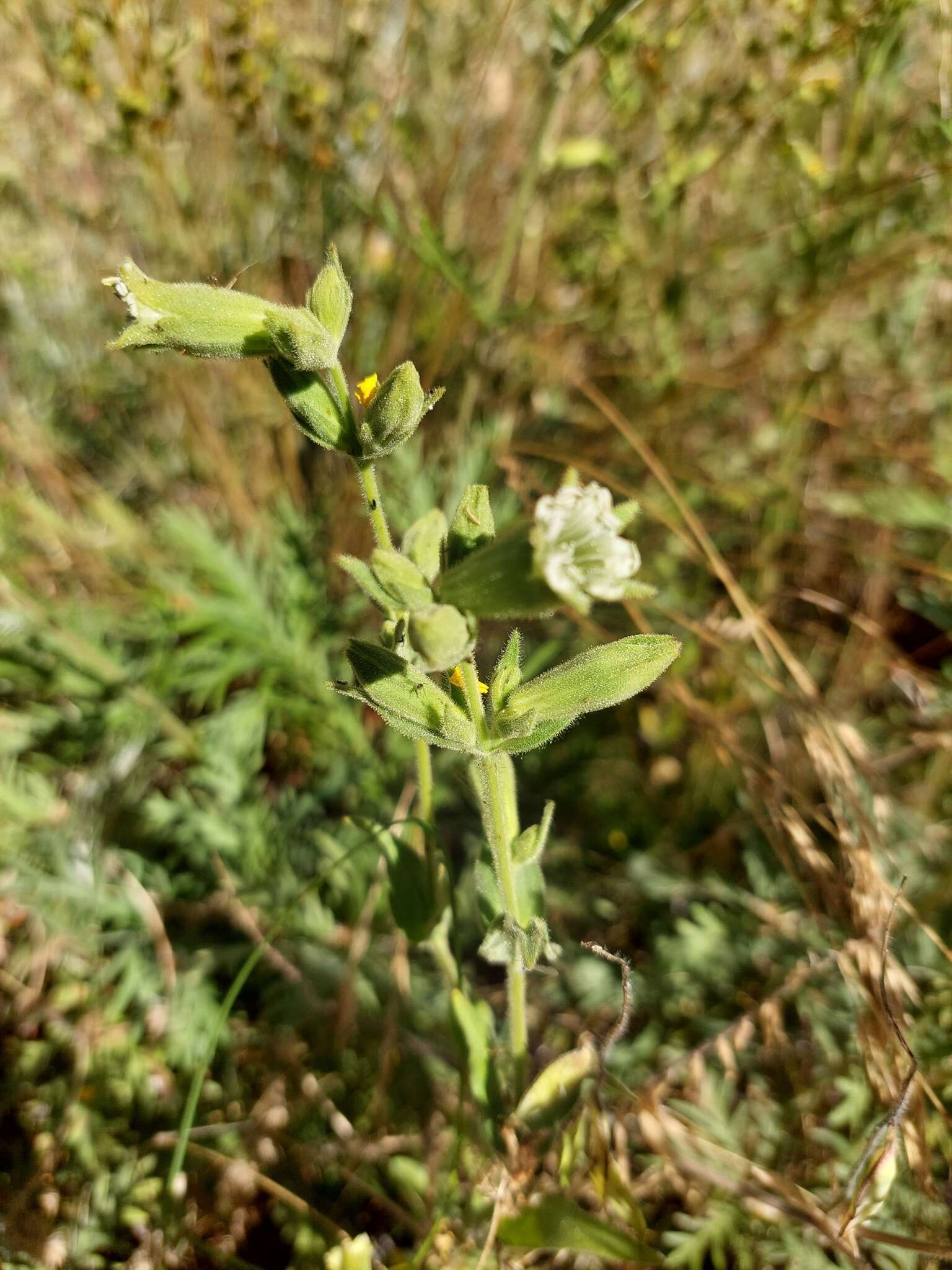 Image of Spalding's Catchfly