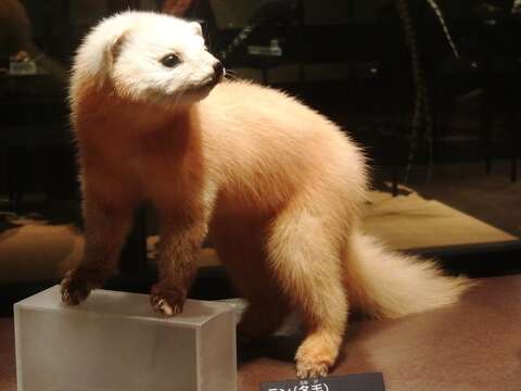 Image of Japanese Marten