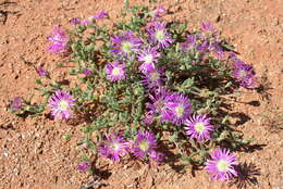 Imagem de Drosanthemum oculatum L. Bol.