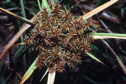 Imagem de Cyperus erythrorhizos Muhl.