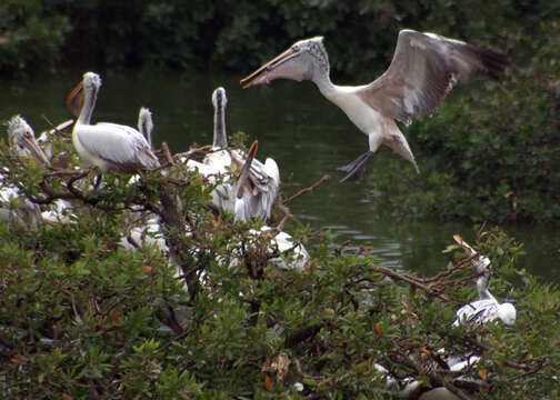 صورة Pelecanus philippensis Gmelin & JF 1789