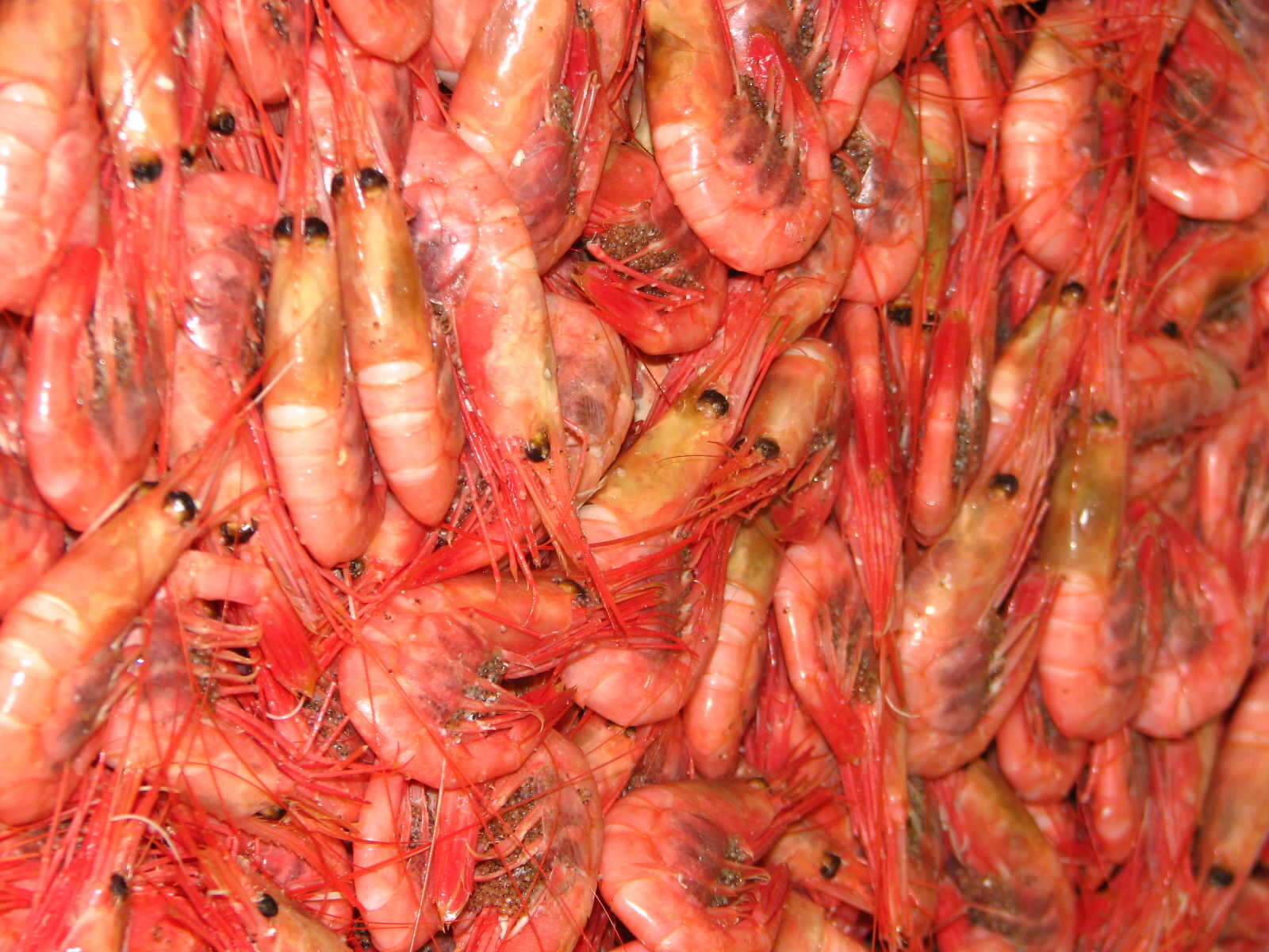 Image of northern prawn