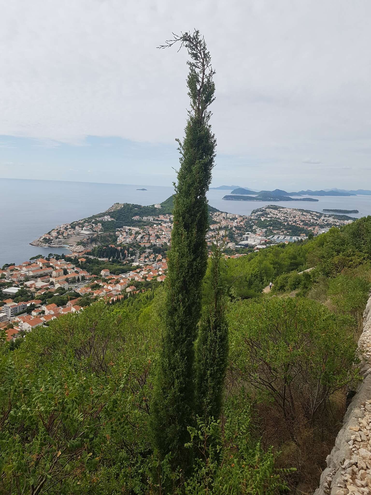 Image of Italian Cypress