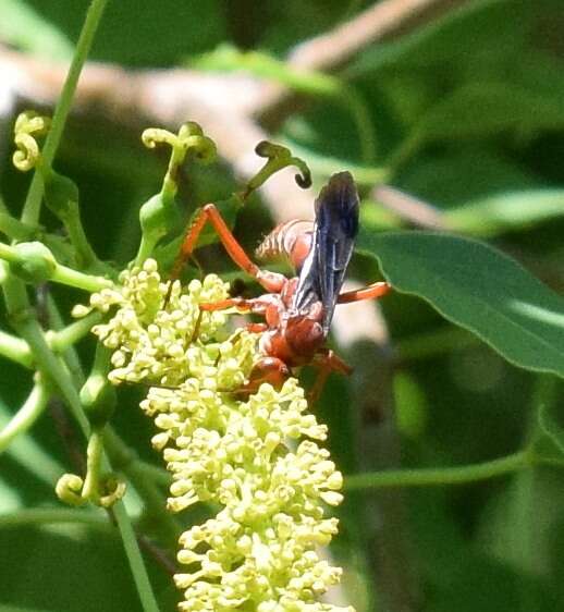 Imagem de Tachypompilus ferrugineus