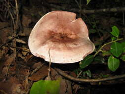 Image of Hygrophorus russula (Schaeff. ex Fr.) Kauffman 1918