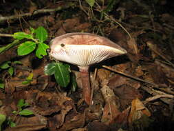 Image of Hygrophorus russula (Schaeff. ex Fr.) Kauffman 1918