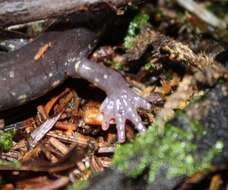 Image of Wehrle's Salamander