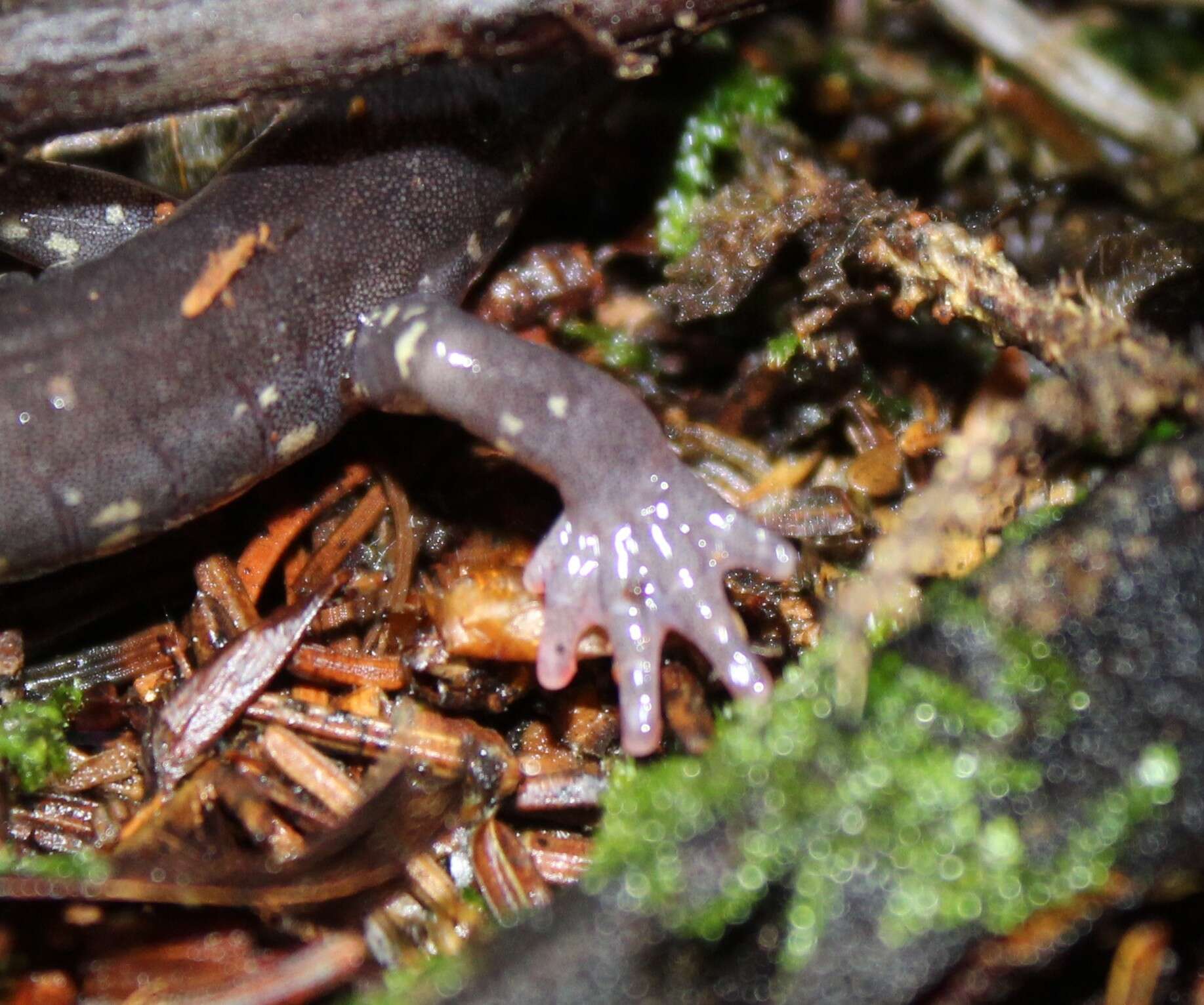 Plancia ëd Plethodon wehrlei Fowler & Dunn 1917