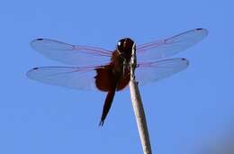 Tramea eurybia Selys 1878 resmi