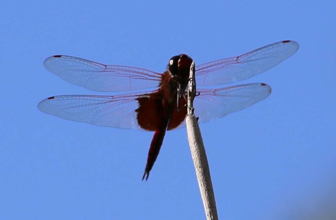 Image of Tramea eurybia Selys 1878