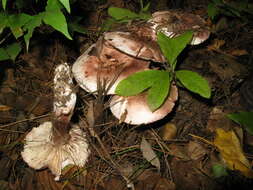 Image of Hygrophorus russula (Schaeff. ex Fr.) Kauffman 1918