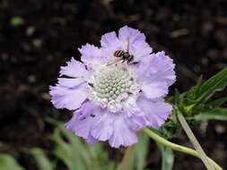 Image of Caucasian pincushion flower