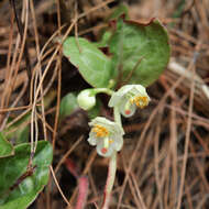 Image of Pyrola japonica Klenze ex Alef.