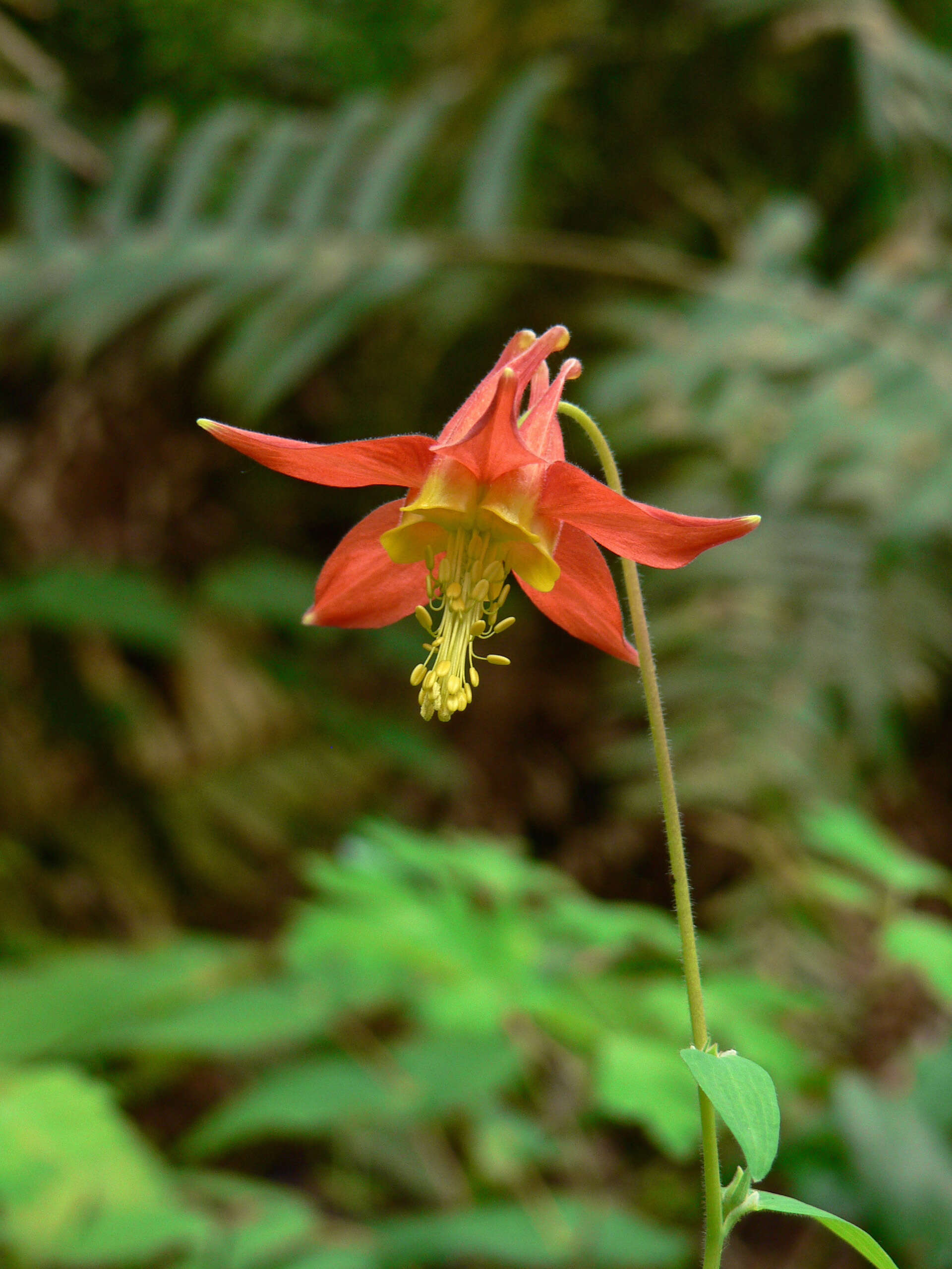 Image of western columbine