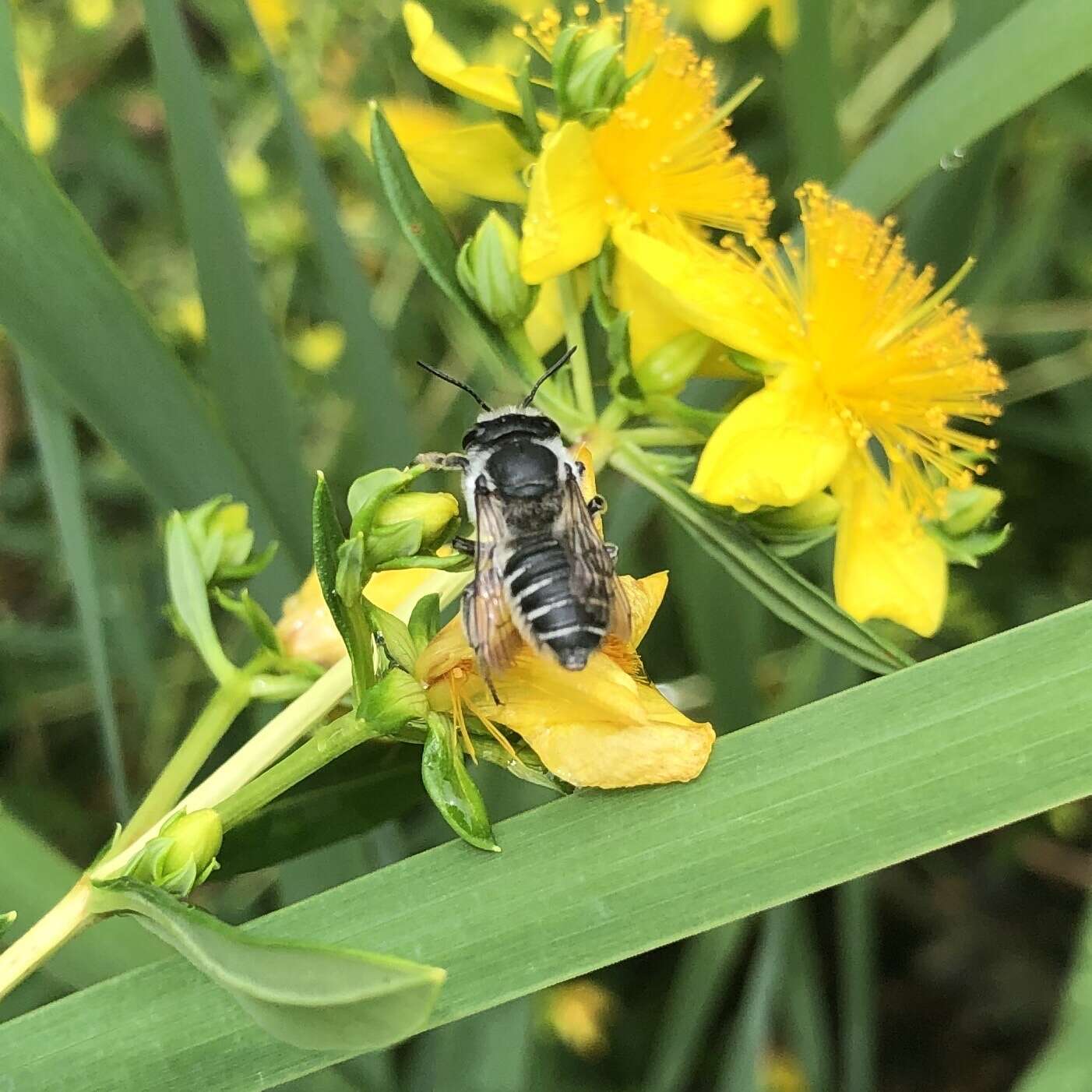 Megachile brevis Say 1837 resmi