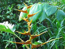 صورة Heliconia latispatha Benth.