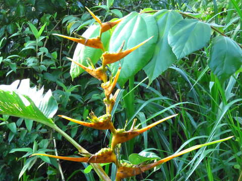 Plancia ëd Heliconia latispatha Benth.