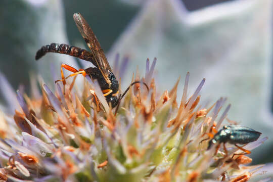 Image of Namibiana Hedges, Adalsteinsson & Branch 2009