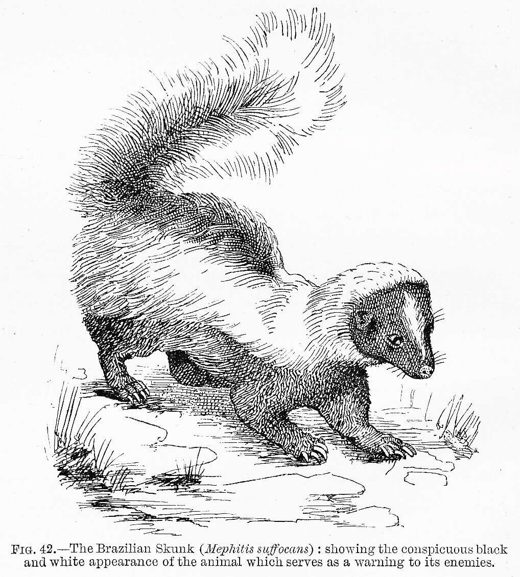 Image of Humboldt's Hog-nosed Skunk