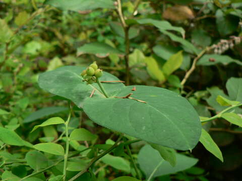 Image of Orange Honeysuckle