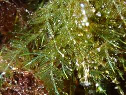 Image of Bryopsis pennata