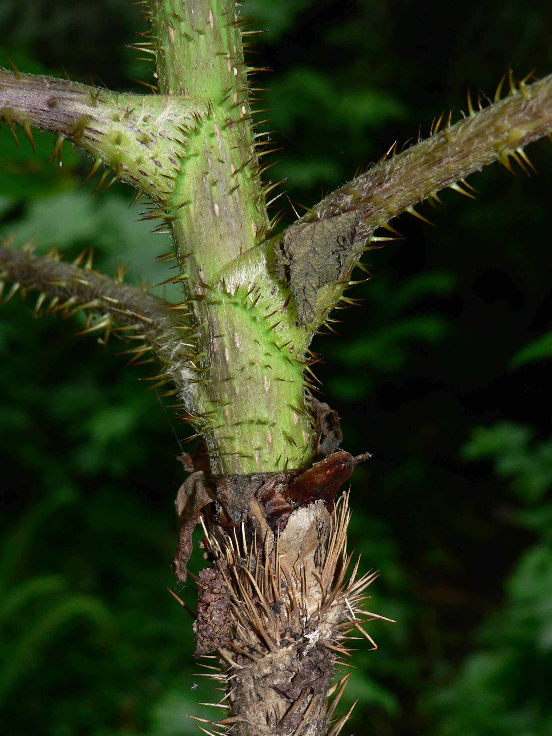 Image de bois piquant