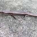 Image of Tsushima Ground Skink