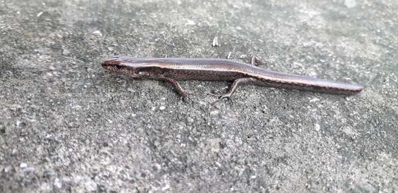 Image of Tsushima Ground Skink