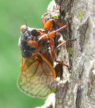 Image of Decim Periodical Cicada