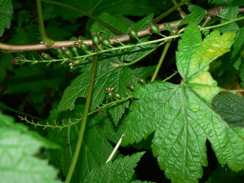 Image of stink currant