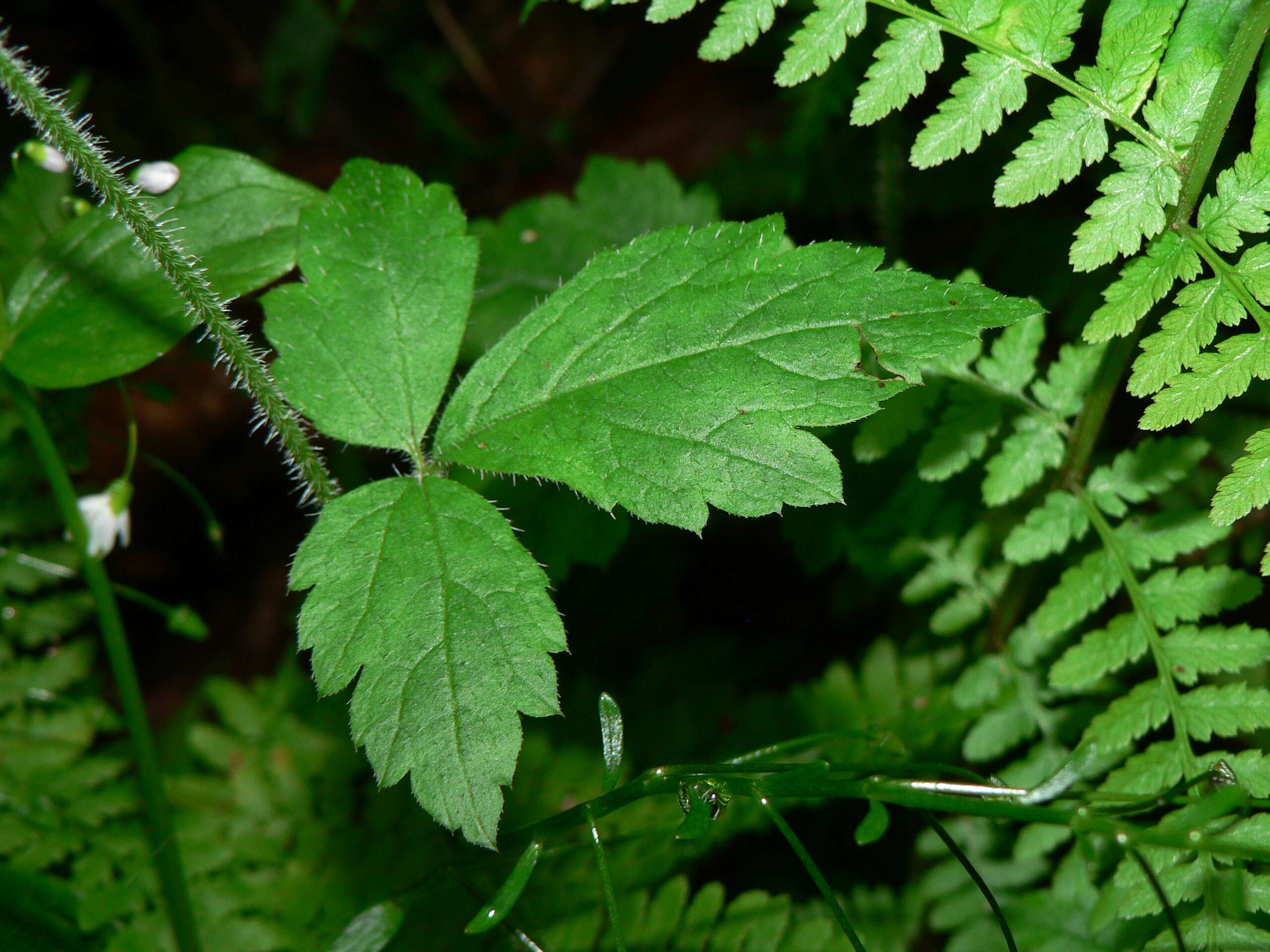 Image of threeleaf foamflower