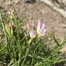 Image of fourwing milkvetch
