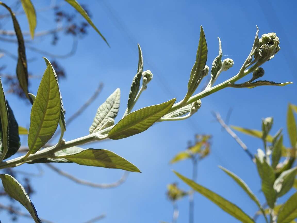 Plancia ëd Zemisia thomasii (Klatt) Pruski