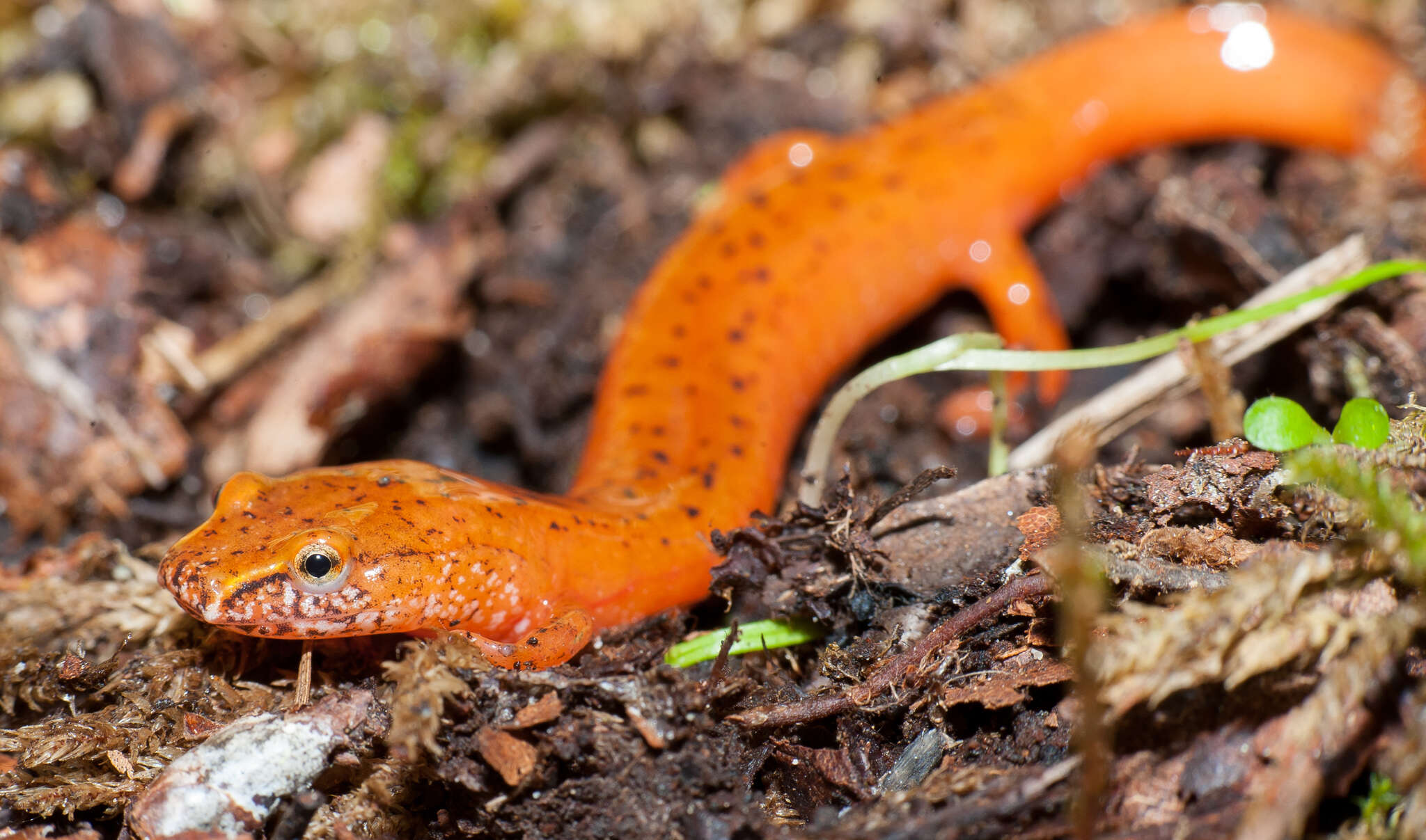 Image de Gyrinophilus porphyriticus danielsi (Blatchley 1901)