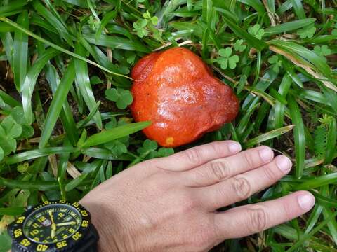 Image of Tomato Frogs