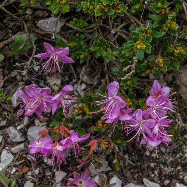 Image of Rhodothamnus