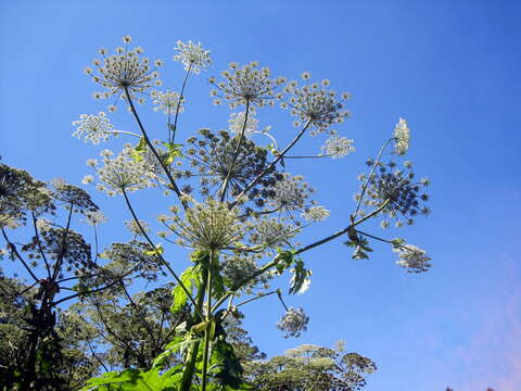 Image of Mantegazzi's Cow-Parsnip