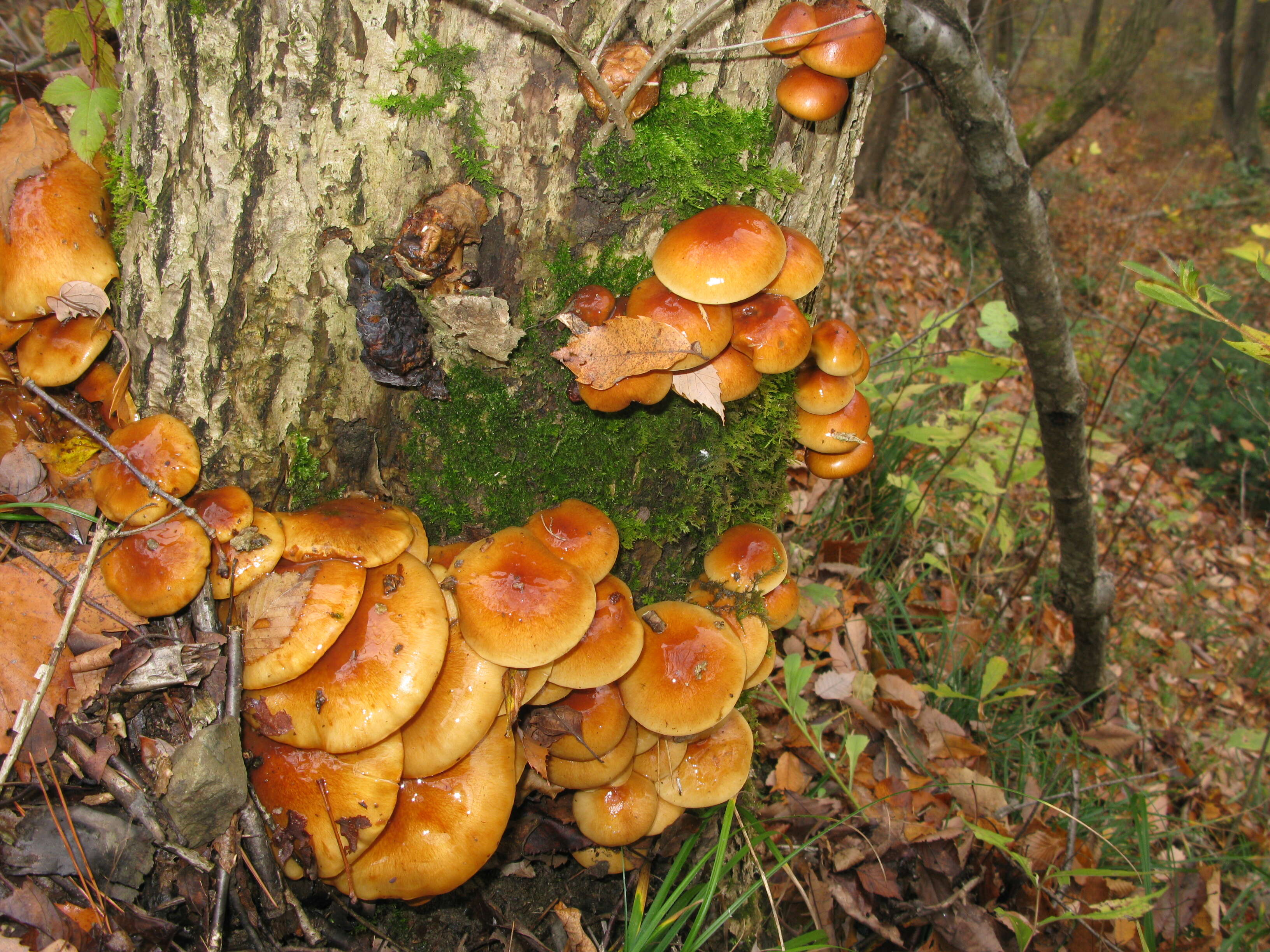 Image of Pholiota nameko (T. Itô) S. Ito & S. Imai 1933