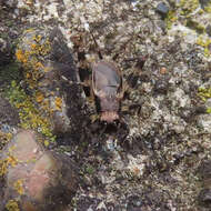 Sivun Dianemobius fascipes nigrofasciatus (Matsumura 1904) kuva