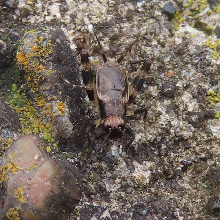 Plancia ëd Dianemobius fascipes nigrofasciatus (Matsumura 1904)