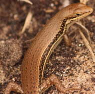 Image of Trachylepis depressa (Peters 1854)