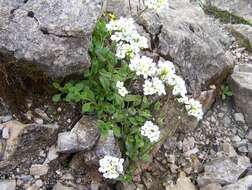 Image of alpine rockcress