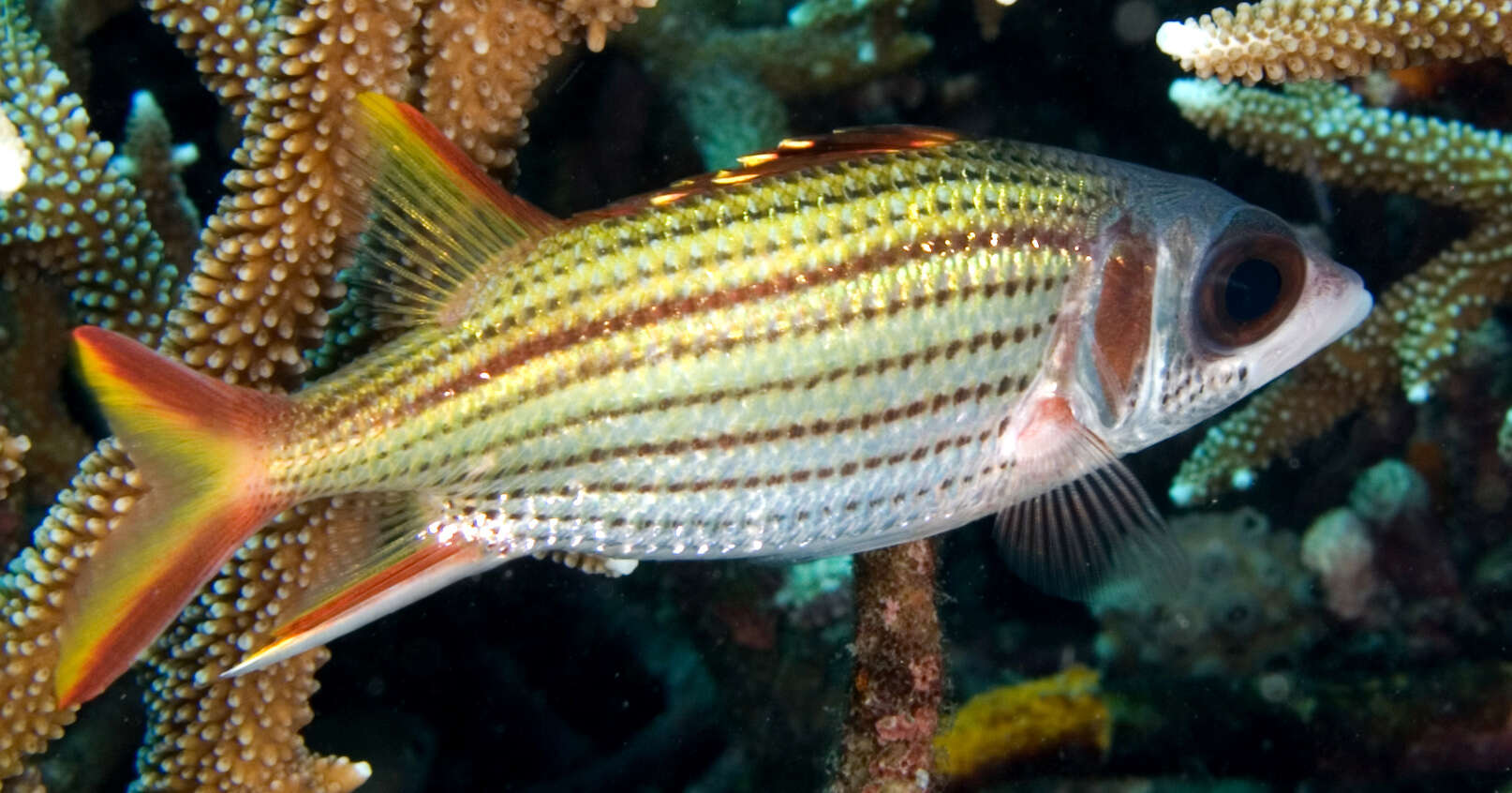 Image of Fine-lined Squirrelfish