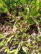 Image of Catharanthus lanceus (Boj. ex A. DC.) Pichon