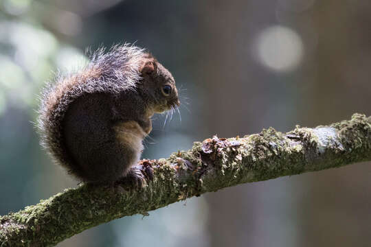 Image of Douglas's Squirrel