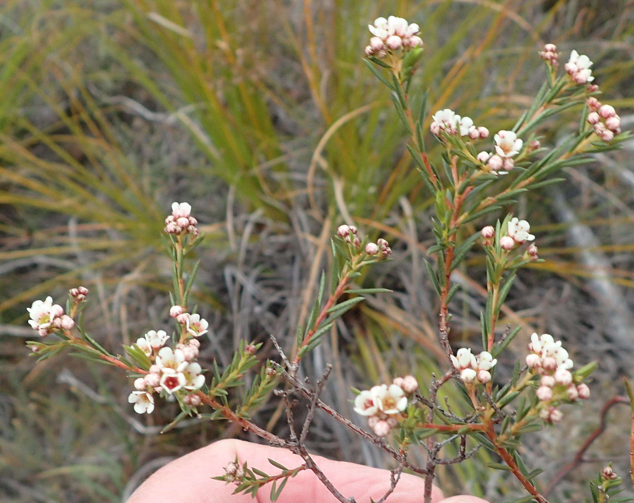 Image of Diosma hirsuta L.