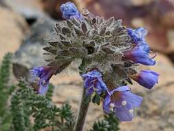 Слика од Polemonium chartaceum Mason