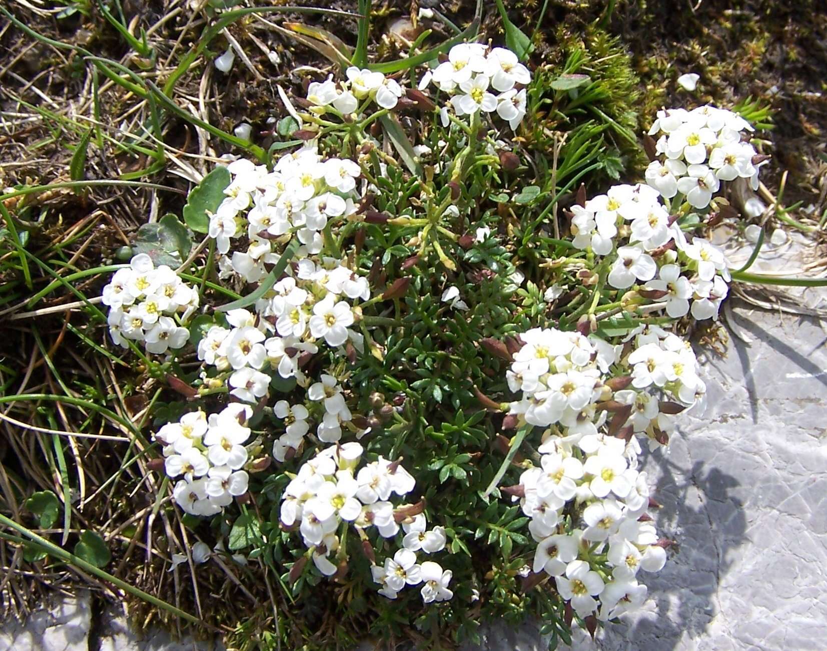 Imagem de Hornungia alpina (L.) O. Appel