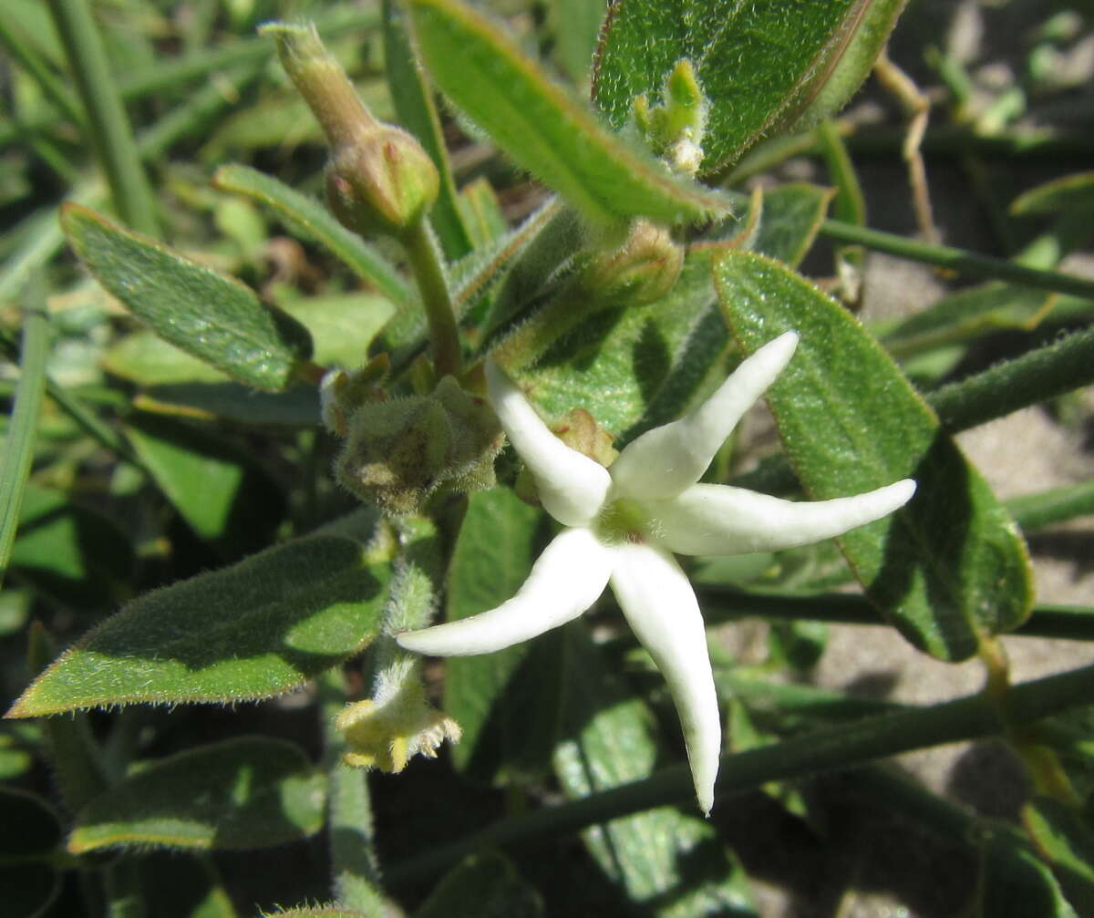 Image of Orthanthera jasminiflora (Decne.) Schinz