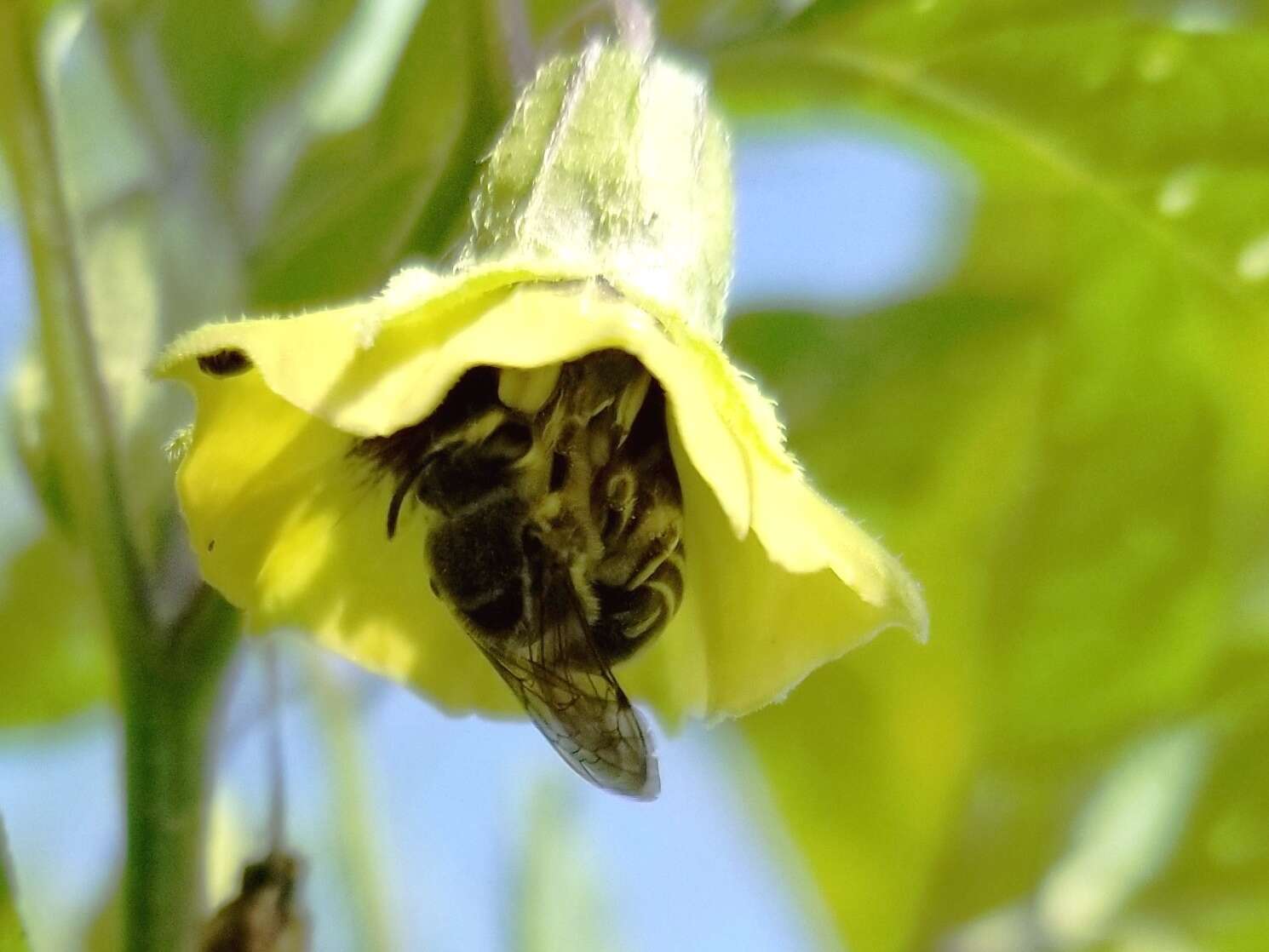 Image of Broad-footed Cellophane Bee